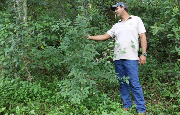 Fig.15 Planta <i> Celtis trinervia</i>, (Ulmaceae), hospedera de la <i>Rifargia mortis </i> , (Notodontidae), Sector Mundo Nuevo, Estación Biologica La Perla. Foto. Elieth Cantillano, 25 septimbre 2021.
