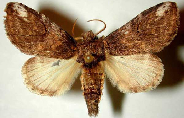 Fig.1 Vista dorsal, macho <i>Rifargia mortis</i> (Notodontidae), eclosionó 05 agosto 1989, Sector Santa Rosa, Bosque Húmedo, 290mts. (89-SRNP-663.1-DHJ32750.jpg).