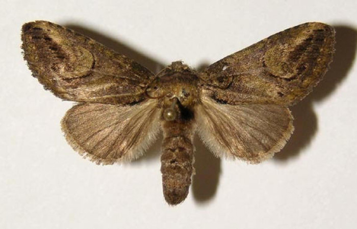 Fig. 6 Vista dorsal, hembra <i>Rifargia</i> geldubaDHJ01 (Notodontidae), eclosionó 05 agosto 1989, Sector Del Oro, Camino Mango, 480mts.  (02-SRNP-29568-DHJ300446.jpg).