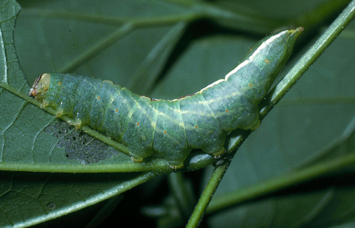 Fig.7 Vista lateral de <i>Rifargia mortis</i> (Notodontidae) se colectó 13 junio 2004, Sector Santa Rosa, Cerco de Piedra 285mts. (04-SRNP-10999-DHJ83363.jpg).