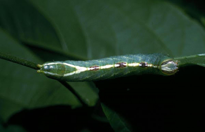 Fig.8 Vista dorsal de <i>Rifargia mortis</i> (Notodontidae) se colectó 13 junio 2004, Sector Santa Rosa, Cerco de Piedra 285mts. (04-SRNP-10999-DHJ83367.jpg).