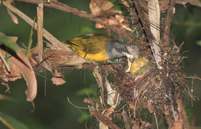 Fig. 11 Tangara Cabecigrís, Gray-headed Tanager <i>Eucometis penicillata</i> (Thraupidae) quitando el saco fecal a sus pichones; Estación Biológica Los Almendros Sector El Hacha, 07 de setiembre 2021. Foto: Roster Moraga.