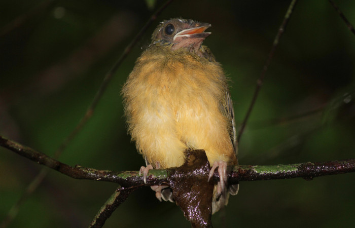 Fig. 13 Pichón Tangara Cabecigrís, Gray-headed Tanager <i>Eucometis penicillata</i> (Thraupidae) perchado sobe el sotobosque; Estación Biológica Los Almendros Sector El Hacha, 07 de setiembre 2021. Foto: Roster Moraga.