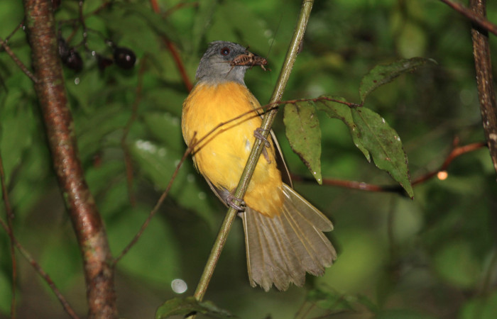Fig. 14 Tangara Cabecigrís, Gray-headed Tanager <i>Eucometis penicillata</i> (Thraupidae) llevando un grillo a sus pichones; Estación Biológica Los Almendros Sector El Hacha, 07 de setiembre 2021. Foto: Roster Moraga.