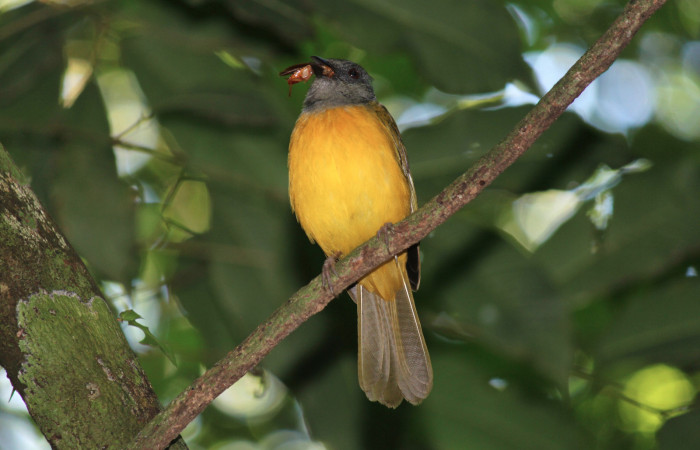 Fig. 5 Tangara Cabecigrís, Gray-headed Tanager <i>Eucometis penicillata</i> (Thraupidae) llevando una cucaracha a sus pichones; Los Almendros Sector El Hacha, 08 de junio 2021. Foto: Roster Moraga.
