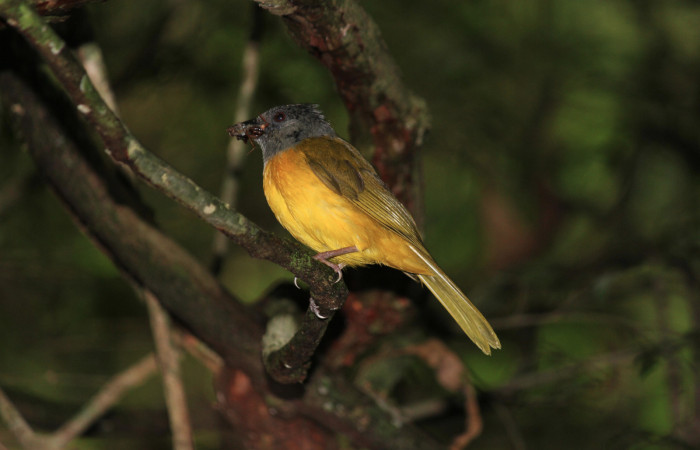 Fig. 6 Tangara Cabecigrís, Gray-headed Tanager <i>Eucometis penicillata</i> (Thraupidae) llevando una cucaracha y un caracol a sus pichones; Estación Biológica Los Almendros Sector El Hacha, 10 de junio 2021. Foto: Roster Moraga.