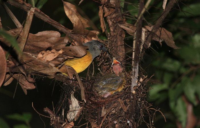 Fig. 8 Tangara Cabecigrís, Gray-headed Tanager <i>Eucometis penicillata</i> (Thraupidae) alimentando con una araña a sus pichones; Estación Biológica Los Almendros Sector El Hacha, 03 de setiembre 2021. Foto: Roster Moraga.