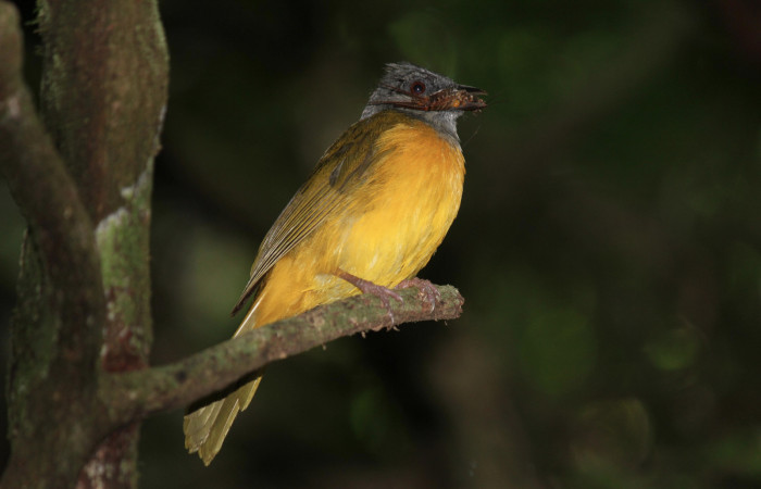 Fig. 9 Tangara Cabecigrís, Gray-headed Tanager <i>Eucometis penicillata</i> (Thraupidae) llevando un grillo a sus pichones; Estación Biológica Los Almendros Sector El Hacha, 04 de setiembre 2021. Foto: Roster Moraga.