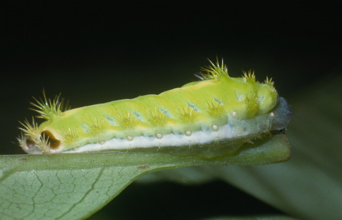 Figura 10. Larva <i>Parasa wellesca</i> (Limacodidae). Posición lateral. En la planta <i>Cupania juglandifolia</i> (Sapindaceae), Area de Conservación Guanacaste, San Cristobal. 04-SRNP-1481-DHJ81801.jpg.