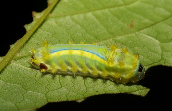 Figura 7. Larva <i>Parasa wellesca</i> (Limacodidae). Posición lateral entero. En la planta <i>Vitex cooperi</i> (Lamiaceae), Area de Conservación Guanacaste, Santa Rosa. 06-SRNP-45904-DHJ414986.jpg.