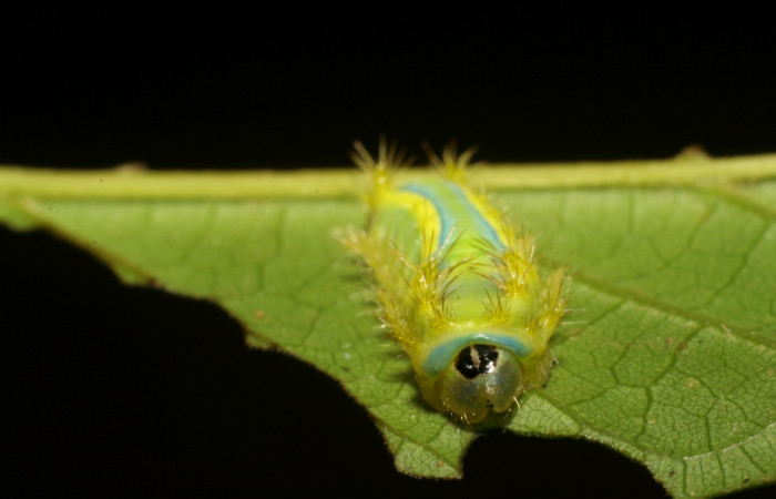Figura 6. Larva <i>Parasa wellesca</i> (Limacodidae). Posición cabeza. En la planta <i>Vitex cooperi</i> (Lamiaceae), Area de Conservación Guanacaste, Santa Rosa. 06-SRNP-45904-DHJ414988.jpg.