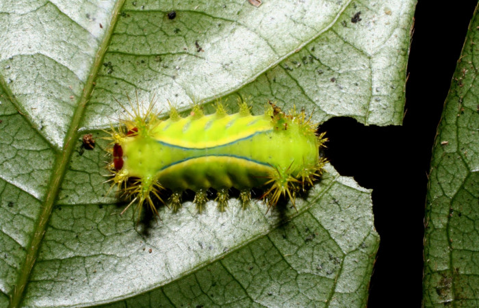 Figura 4. Larva <i>Parasa wellesca</i> (Limacodidae). Posición dorsal. En la planta <i>Inga densiflora</i> (Fabaceae), Area de Conservación Guanacaste, Santa Rosa. 08-SRNP-58228-DHJ449740.jpg.