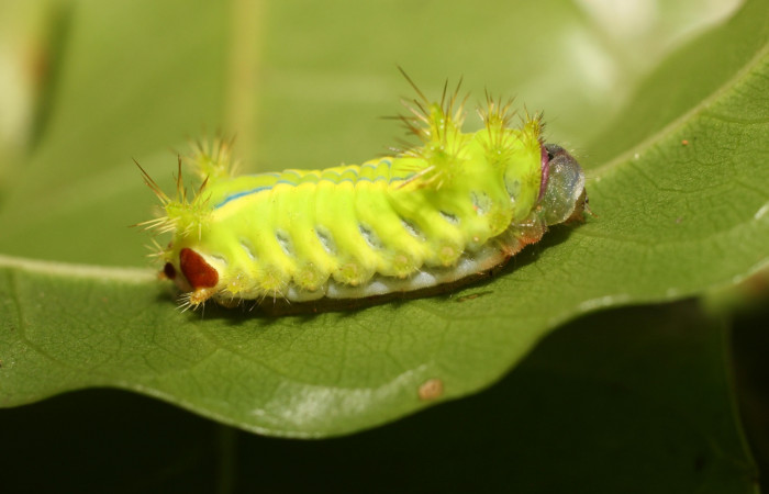 Figura 5. Larva <i>Parasa wellesca</i> (Limacodidae). Posición lateral entero. En la planta <i>Meliosma glabrata</i> (Sabiaceae), Area de Conservación Guanacaste, Santa Rosa. 18-SRNP-35407-DHJ734872.jpg.