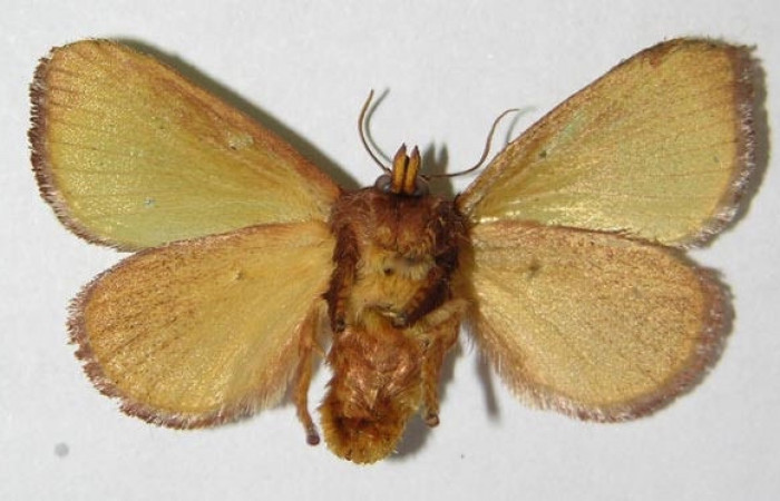 Figura 14. Adulto hembra de <i>Parasa wellesca</i> (Limacodidae). Posicón ventral. Area de Conservación Guanacaste. 91-SRNP-2050-DHJ520633.