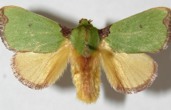 Figura 1. Adulto <i>Parasa wellesca</i> (Limacodidae). Área de Conservación Guanacaste, Sector Santa Rosa. 95-SRNP-7084-DHJ520630.