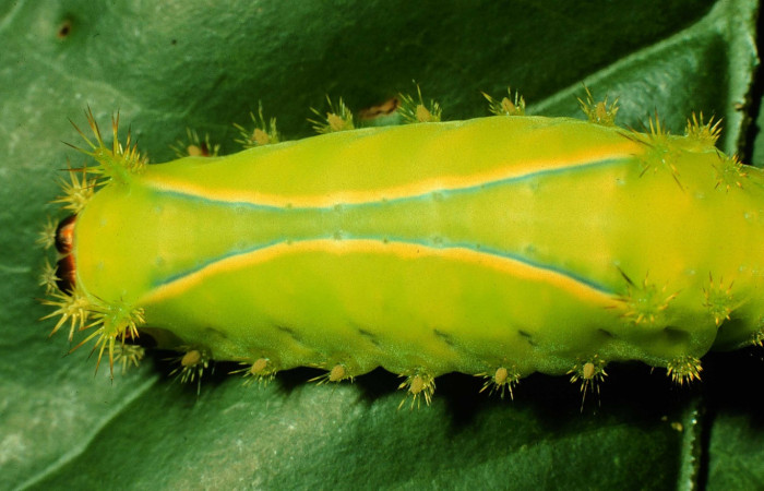 Figura 8. Larva <i>Parasa wellesca</i> (Limacodidae). Posición dorsal. En la planta <i>Sapium glandulosum</i> (Euphorbiaceae), Area de Conservación Guanacaste, Santa Rosa. 97-SRNP-11088-DHJ43919.jpg.