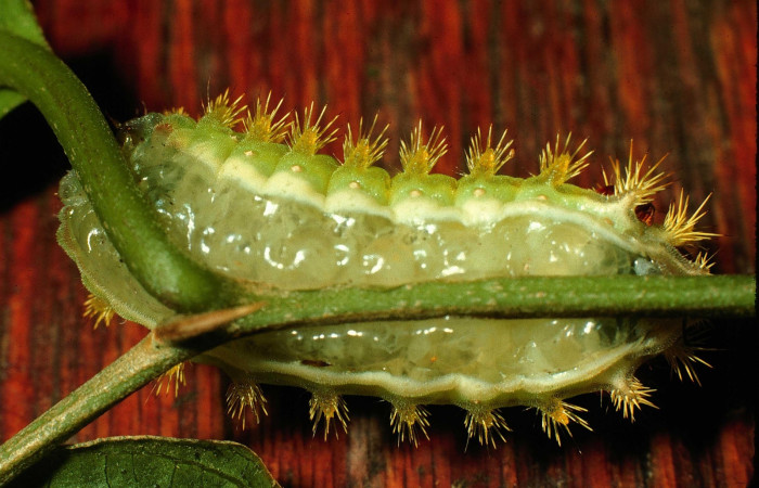 Figura 9. Larva <i>Parasa wellesca</i> (Limacodidae). Posición ventral. En la planta <i>Celtis iguanaea</i> (Ulmaceae), Area de Conservación Guanacaste, Santa Rosa. 97-SRNP-6594-DHJ43652.jpg.