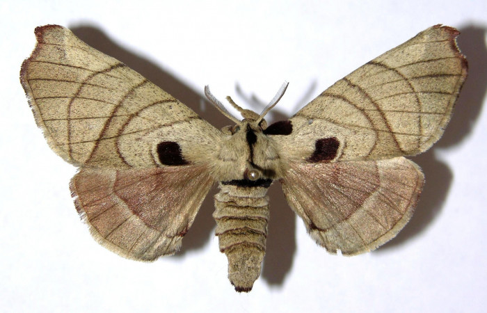 Fig.1 Adulto <i>Apatelodes firmiana</i> mostrando la parte dorsal.Voucher: 04-SRNP-13349-DHJ329502.
