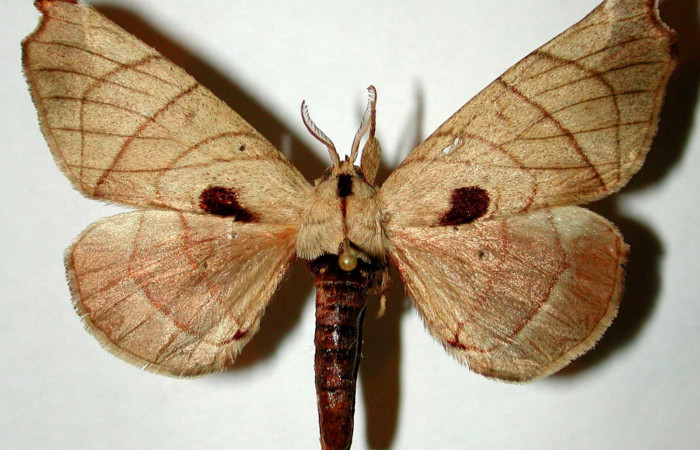 Fig.3 Adulto <i>Apatelodes firmiana</i> mostrando la parte dorsal.Voucher: 92-SRNP-2981-DHJ33294.
