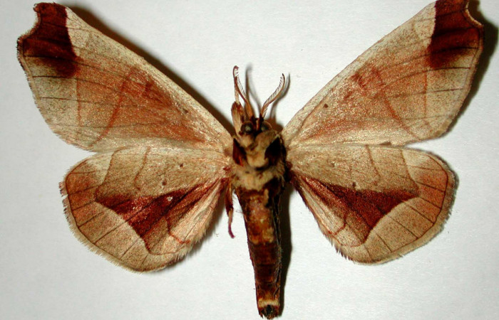 Fig. 4 Adulto <i>Apatelodes firmiana</i> mostrando la parte ventral.Voucher: 92-SRNP-2981-DHJ33295.
