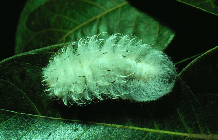 Fig.5 Larva <i>Apatelodes firmiana</i>, mostrando la parte dorsal entero, en hoja de <i>Byrsonima crassifolia</i> (Malpighiaceae). Voucher: 81-SRNP-953-DHJ3196.jpg.