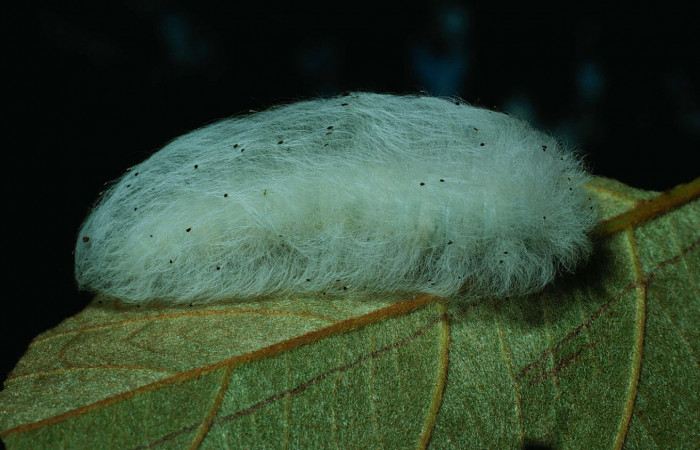 Fig.6 Larva <i>Apatelodes firmiana</i>, mostrando la parte lateral entero, en hoja de <i>Byrsonima crassifolia</i> (Malpighiaceae). Voucher: 84-SRNP-1563-DHJ8412.jpg.