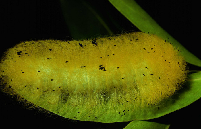 Fig.8 Larva <i>Apatelodes firmiana</i>, mostrando la parte lateral entero, en hoja de <i>Heteropterys laurifolia</i> (Malpighiaceae). Voucher: 92-SRNP-2981-DHJ15696.jpg.