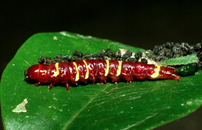 Figura 4. <i>Chlamydastis elenaulateae</i> (Depressariidae) ultimo estadio, posición lateral. Sector San Cristobal, Puente Palma. Voucher 09-SRNP-2109-DHJ454091.jpg.