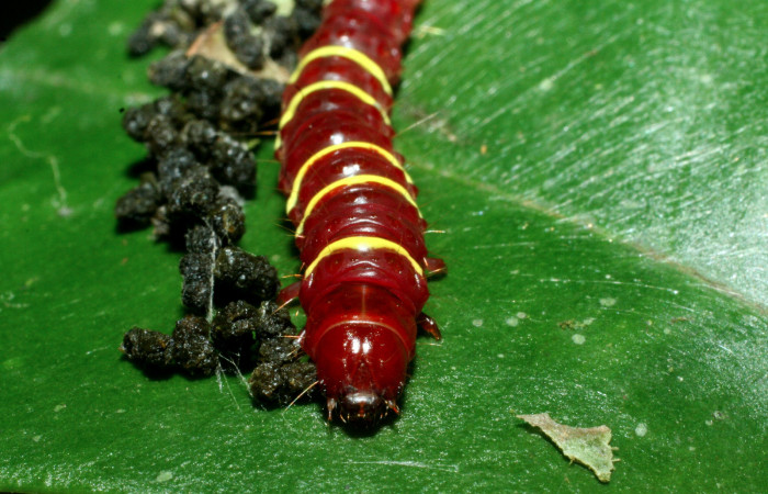 Figura 5. <i>Chlamydastis elenaulateae</i> (Depressariidae) ultimo estadio, posición frontal. Sector San Cristobal, Puente Palma. Voucher 09-SRNP-2109-DHJ454092.jpg.