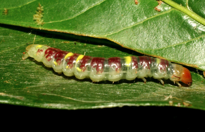 Figura 6. <i>Chlamydastis elenaulateae</i> (Depressariidae) ultimo estadio, posición lateral. Sector Pitilla, Sendero Naciente. Voucher 10-SRNP-30440-DHJ467475.jpg.