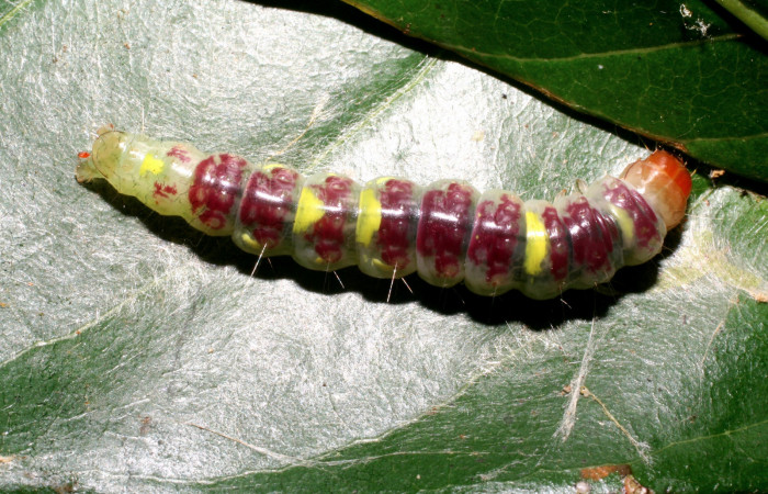 Figura 7. <i>Chlamydastis elenaulateae</i> (Depressariidae) ultimo estadio, posición dorsal. Sector Pitilla, Sendero Naciente. Voucher 10-SRNP-30440-DHJ467476.jpg.