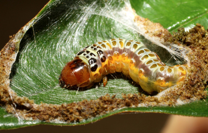 Figura 9. <i>Chlamydastis elenaulateae</i> (Depressariidae) ultimo estadio, posición lateral. Estación Caribe, San Lucas. Voucher 10-SRNP-41249-DHJ468905.jpg.