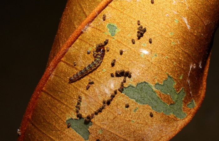 Figura 3. <i>Chlamydastis elenaulateae</i> (Depressariidae) tercer estadio, posición dorsal, Estación Caribe, San Lucas. Voucher 10-SRNP-41250-DHJ468915.jpg.