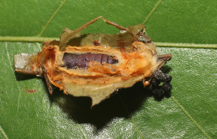 Figura 11. Pupa de <i>Chlamydastis elenaulateae</i> (Depressariidae). Sector San Cristóbal, Quebrada Sucia. Voucher 18-SRNP-2428-DHJ705957.jpg.