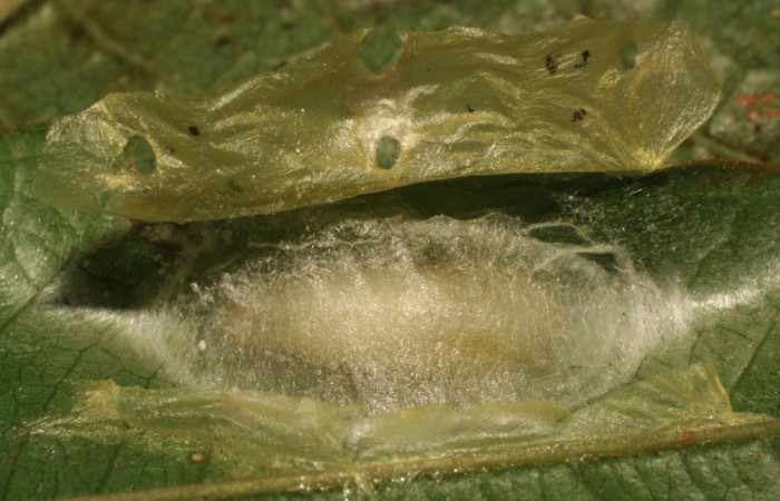 Fig. 10 Larva <i>Dalcerides mesoa</i> (Dalceridae), vista diagonal mide 10mm. Sendero Carica, Sector Pitilla, 740m. 11-SRNP-33268-DHJ484655.