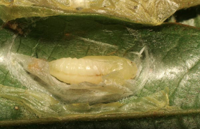 Fig. 12 Larva <i>Dalcerides mesoa</i> (Dalceridae), vista diagonal mide 10mm. Sendero Carica, Sector Pitilla, 740m. 11-SRNP-33268-DHJ484657.