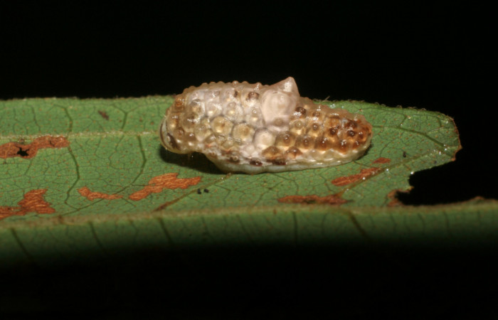 Fig. 16 Larva <i>Dalcerides gugelmanni</i> (Dalceridae), vista diagonal mide 9mm. Pasmompa, Sector Pitilla, 440m. 06-SRNP-33734-DHJ416325.
