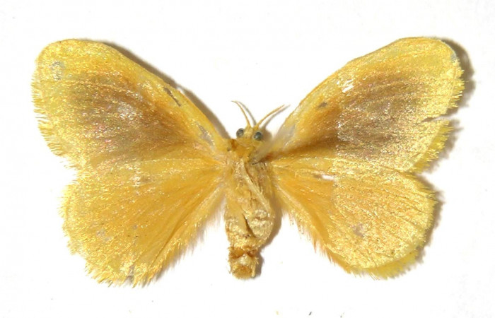 Fig. 2 Adulto <i>Dalcerides mesoa</i> (Dalceridae), vista dorsal mide 22mm. Sendero Toma Agua, Sector Cacao, 740m. 03-SRNP-3165-DHJ329767.