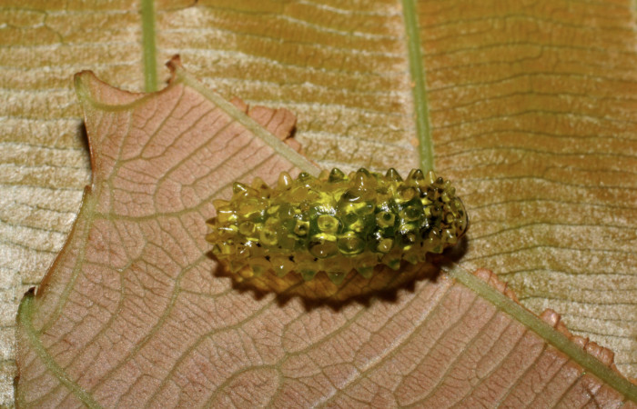 Fig. 6 Larva <i>Dalcerides mesoa</i> (Dalceridae), vista dorsal mide 13mm. Estacion Caribe, Estacion Caribe Pitilla, 740m. 07-SRNP-42025-DHJ427716.jpg