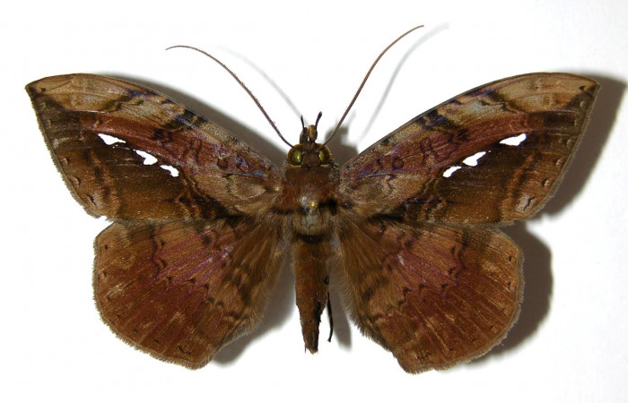 Figura 7. Adulto de <i>Hemeroblemma</i> acronDHJ02 (Erebidae), macho vista dorsal, localidad Colocho, Sector Pitilla ACG (375m). Voucher: 05-SRNP-32728-DHJ328500.jpg.