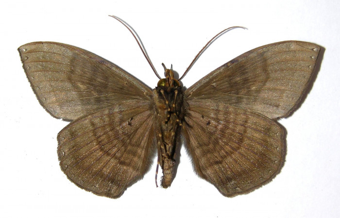 Figura 8. Adulto de <i>Hemeroblemma</i> acronDHJ02 (Erebidae), macho vista ventral, localidad Colocho, Sector Pitilla ACG (375m). Voucher: 05-SRNP-32728-DHJ328501.jpg.
