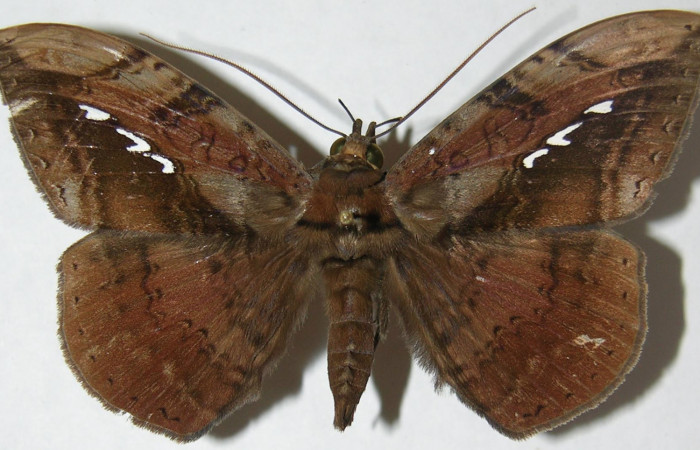 Figura 9. Adulto de <i>Hemeroblemma</i> acronDHJ02 (Erebidae), macho vista dorsal, localidad Sendero Manguera, Estación Biológica Quica Sector Pitilla ACG (470m). Voucher: 08-SRNP-72673-DHJ397392.jpg.