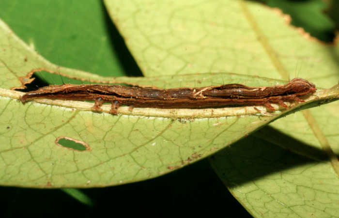 Figura 3. Larva <i>Hemeroblemma</i> acronDHJ02 (Erebidae), penúltimo estadío (PU) vista lateral, localidad Sendero Manguera Estación Biológica Quica, Sector Pitilla ACG (470m). Voucher: 08-SRNP-72673-DHJ447415.jpg.