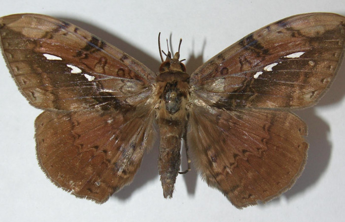Figura 1. Adulto de <i>Hemeroblemma</i> acronDHJ02 (Erebidae), vista dorsal, localidad Jacobo, Sector Rincón Rain Forest ACG (461m). Voucher: 11-SRNP-69711-DHJ548162.jpg.