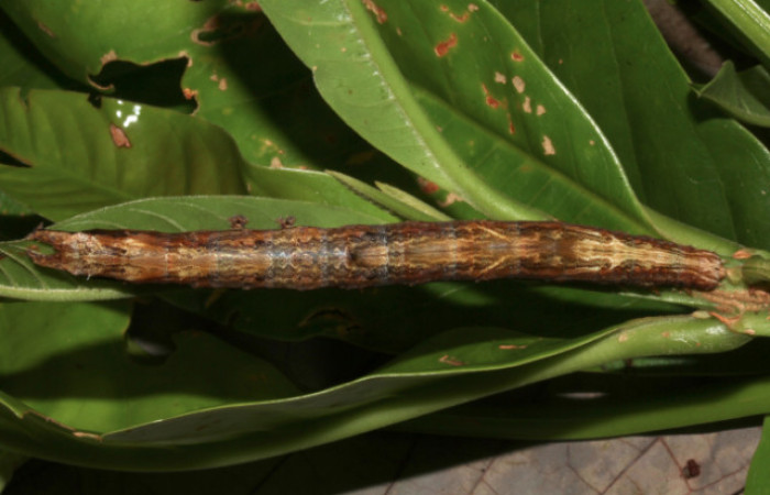 Figura 4. Larva <i>Hemeroblemma</i> acronDHJ02 (Erebidae), último estadío (U) vista dorsal, localidad Sendero Laguna, Sector Pitilla ACG (680m). Voucher: 18-SRNP-31033-DHJ744681.jpg.