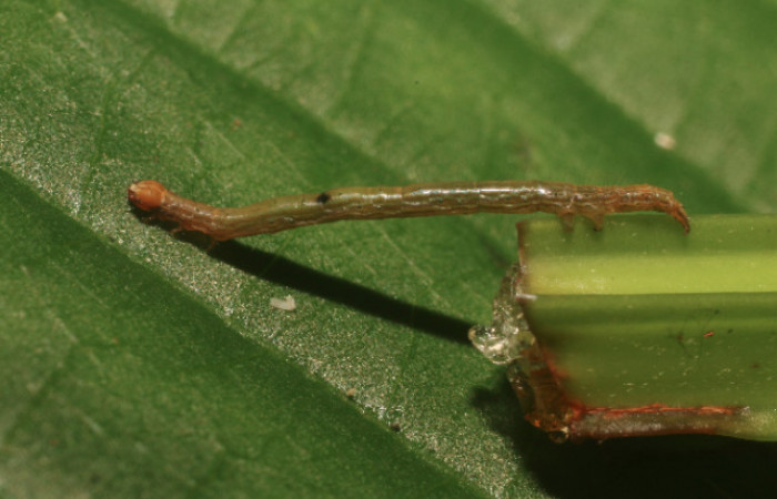 Figura 2. Larva <i>Hemeroblemma</i> acronDHJ02 (Erebidae), tercer estadío (PPU) vista lateral, localidad Flecha, Sector Rincón Rain Forest ACG (491m). Voucher: 18-SRNP-80996-DHJ753099.jpg.