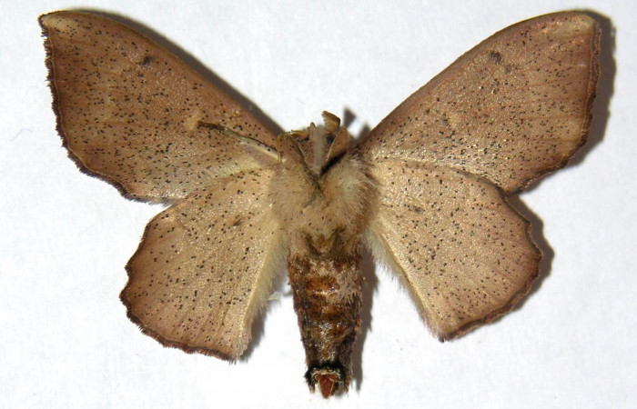 Fig. 8. Adulto <i>Druentica zikana</i> vista dorsal, (hembra) en alas extendidas mide 35 mm.
Voucher 04-SRNP-55677-DHJ330039.