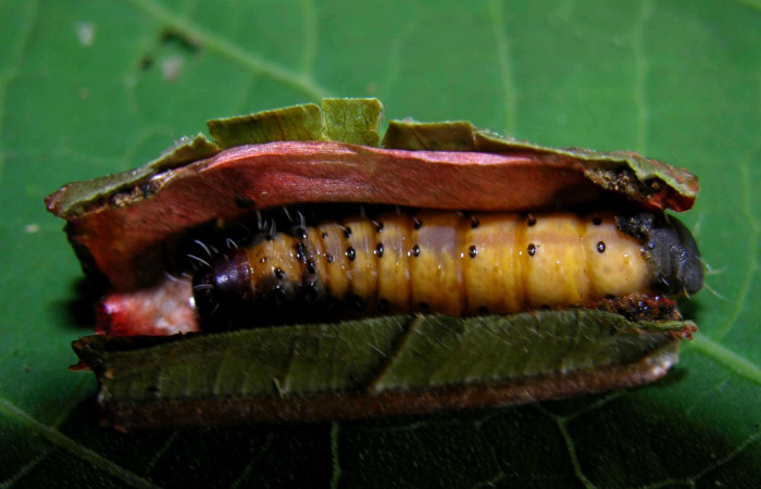 Fig. 6. Prepupa de larva <i>Druentica zikana</i> en ultimo estadío, 25 mm de largo. Estacion Pitilla. 
Voucher 05-SRNP-31405-DHJ404066.jpg.