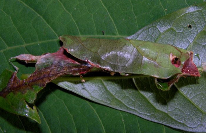 Fig 7. Prepupa de larva <i>Druentica zikana</i> en ultimo estadío, 30 mm de largo. Estacion Pitilla.
 Voucher 05-SRNP-31406-DHJ404068.jpg.