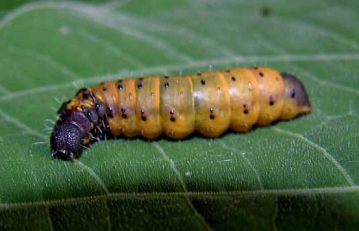 Fig. 5. Larva <i>Druentica zikana</i> familia Mimallonidae, en ultimo estadío, mide de largo 30 mm. Colectada en Sector Pitilla. Voucher 05-SRNP-31406-DHJ404072.jpg.